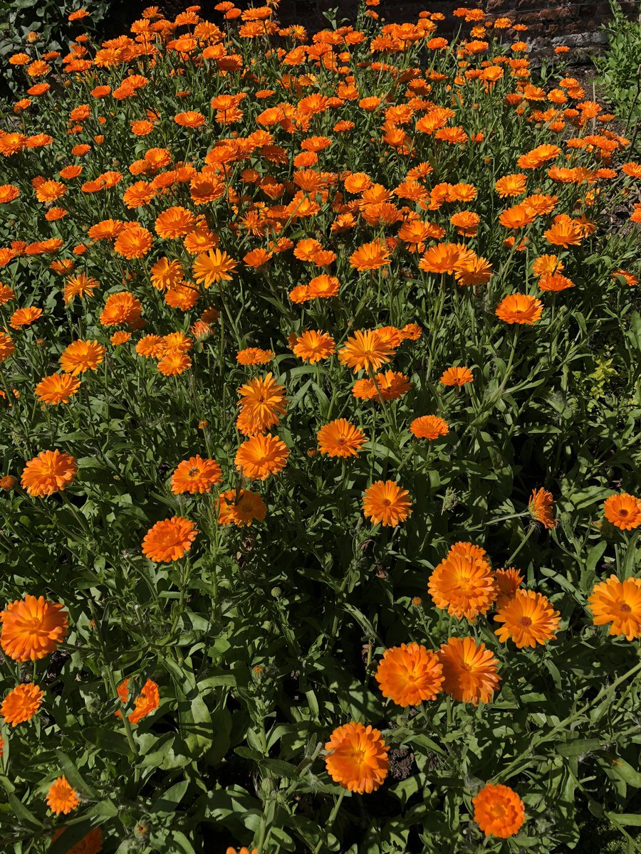 I see your #StormBetty and raise you a sea of marigolds from a kitchen garden I visited yesterday …