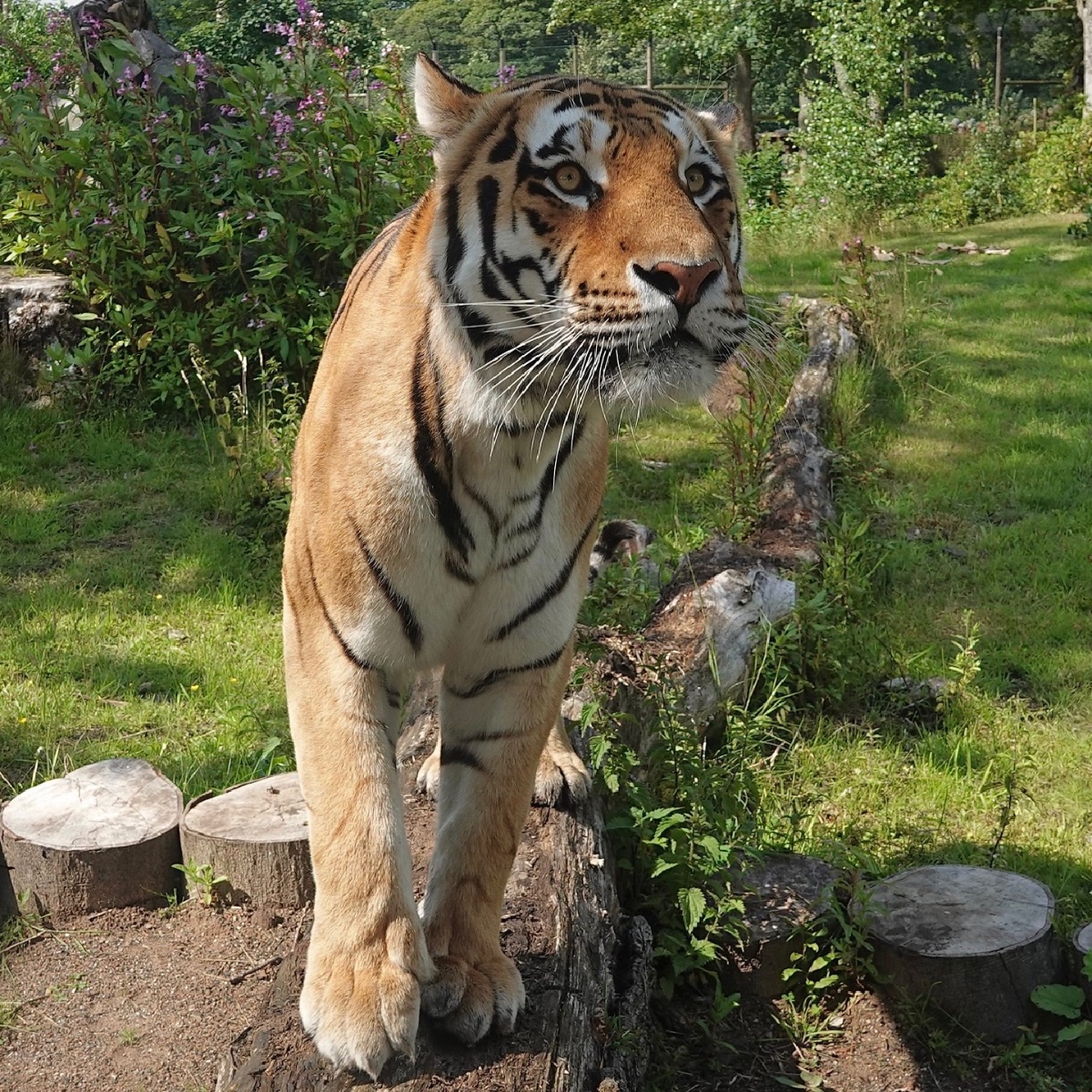 🐯 Happy Caturday from Makari Get ready to pounce onto the Tiger Trail and listen to are roarsome tiger talks, taking place at 12:30 pm & 2:30 pm where can find out more about the amazing Amur tiger 🤩