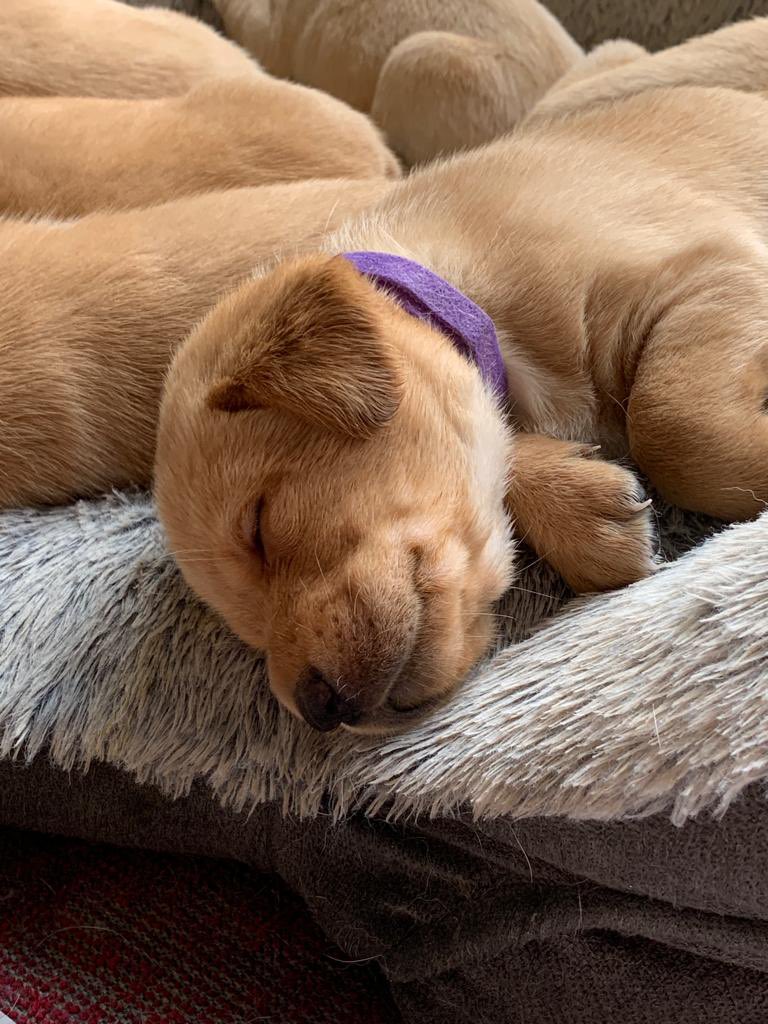 pets4homes.co.uk/classifieds/tt…