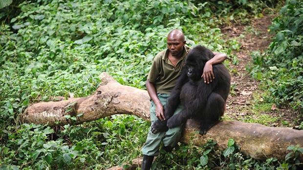 AfricaFactsZone's tweet photo. Gorillas posing for pictures with Anti-poaching Rangers in Virunga, DR Congo in 2019. https://t.co/MEqd0GbTEZ