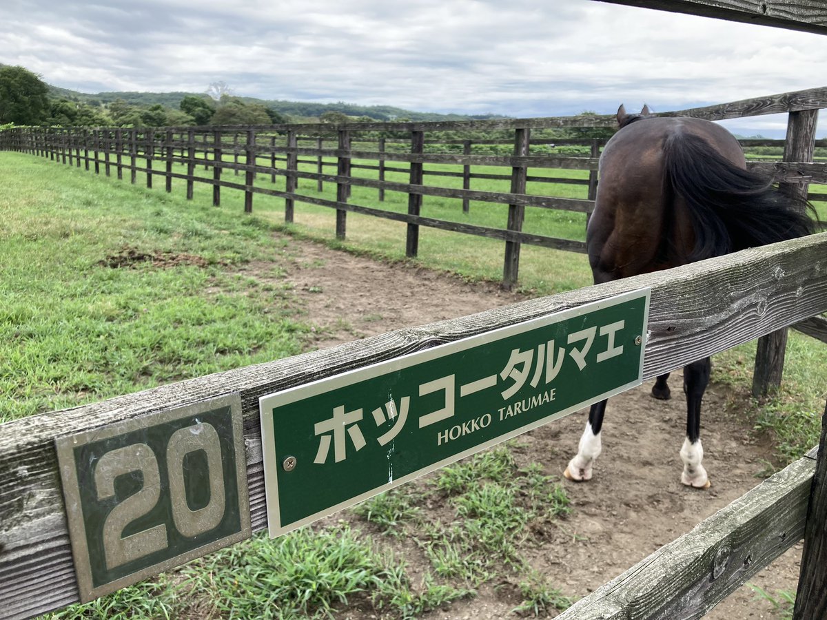 kirisimagaku's tweet photo. 友達と馬を見に行ったらちょうど見たかったメインの馬のピックアップが来てたw https://t.co/CWUqRaffj4