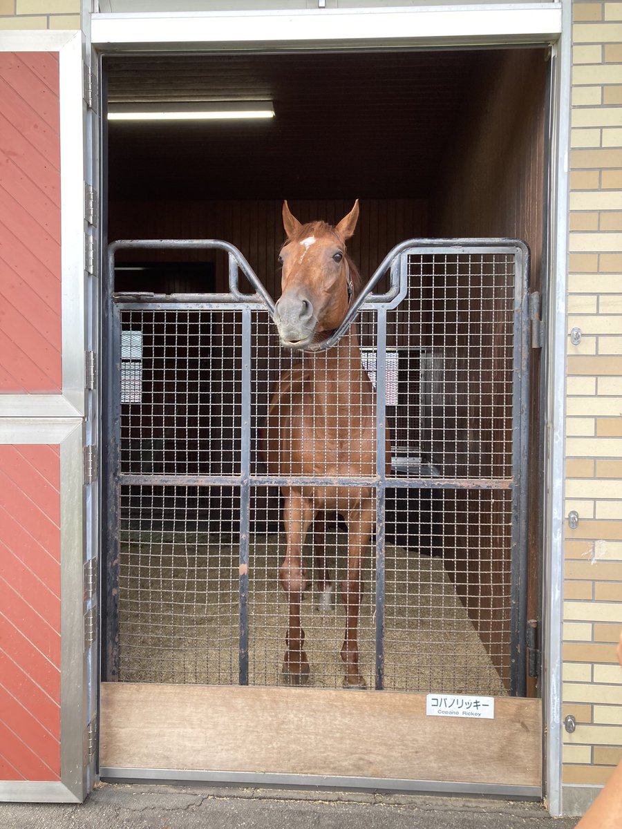 kirisimagaku's tweet photo. 友達と馬を見に行ったらちょうど見たかったメインの馬のピックアップが来てたw https://t.co/CWUqRaffj4