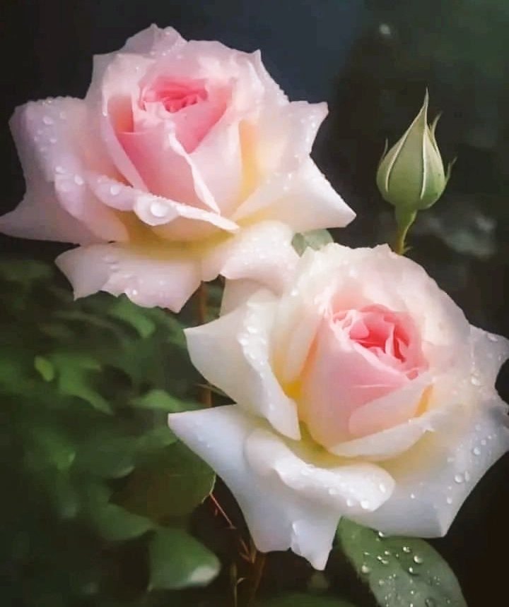 🤍🩷🌹🌹

Good morning
Beautiful Roses
🤍🩷🌹🌹