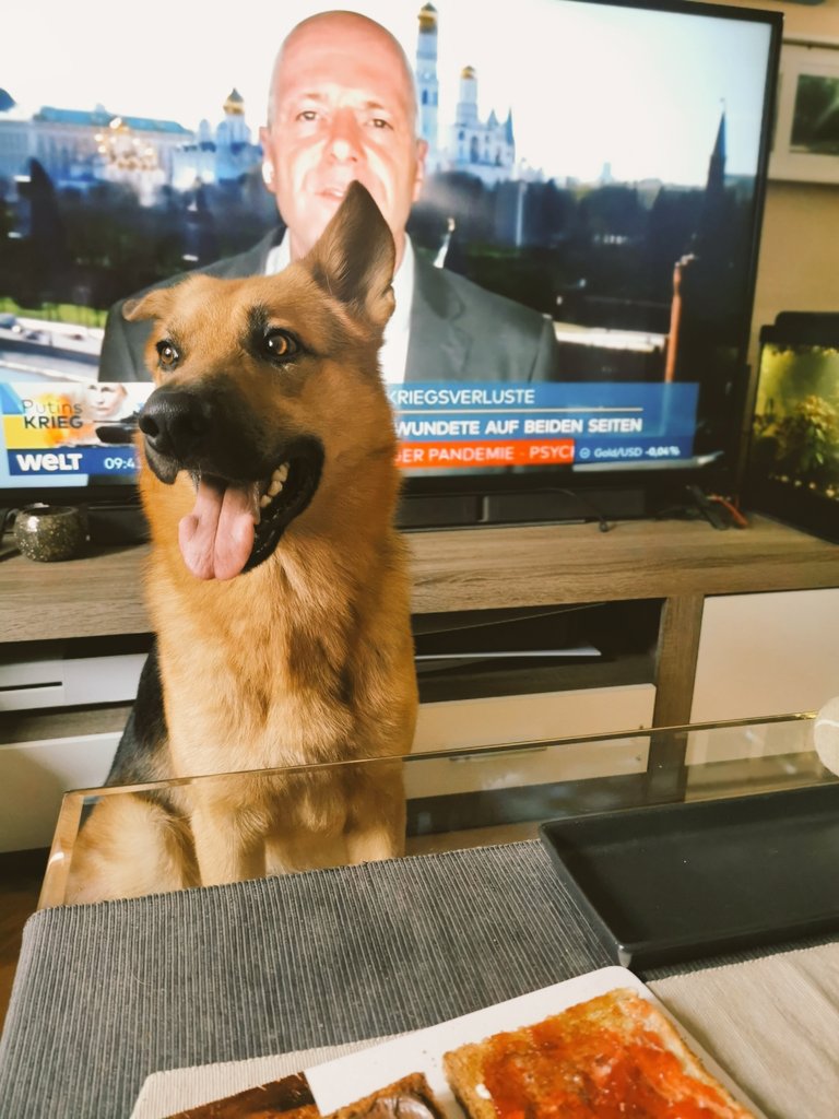 Paco_Bealy_Jane's tweet photo. Die Ladies haben heute wieder Herrenbesuch weil die Herrchen zum Frühstück sind.. Ohne uns🐶! 🤨😂
#PacoBealyundJane #Hugositting #KleinHugo https://t.co/AflyyyfMqd