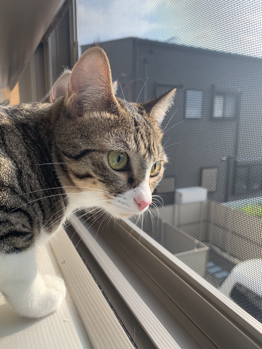 T4M4_ch's tweet photo. 猫の天日干し https://t.co/ON94e8TdtY