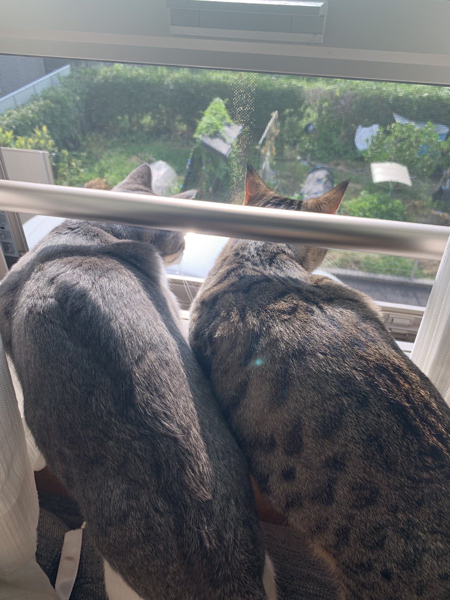 T4M4_ch's tweet photo. 猫の天日干し https://t.co/ON94e8TdtY