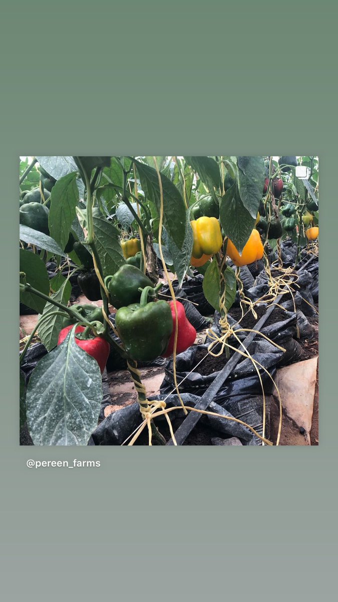 PereenFarms's tweet photo. https://t.co/nSLvwW1qc0