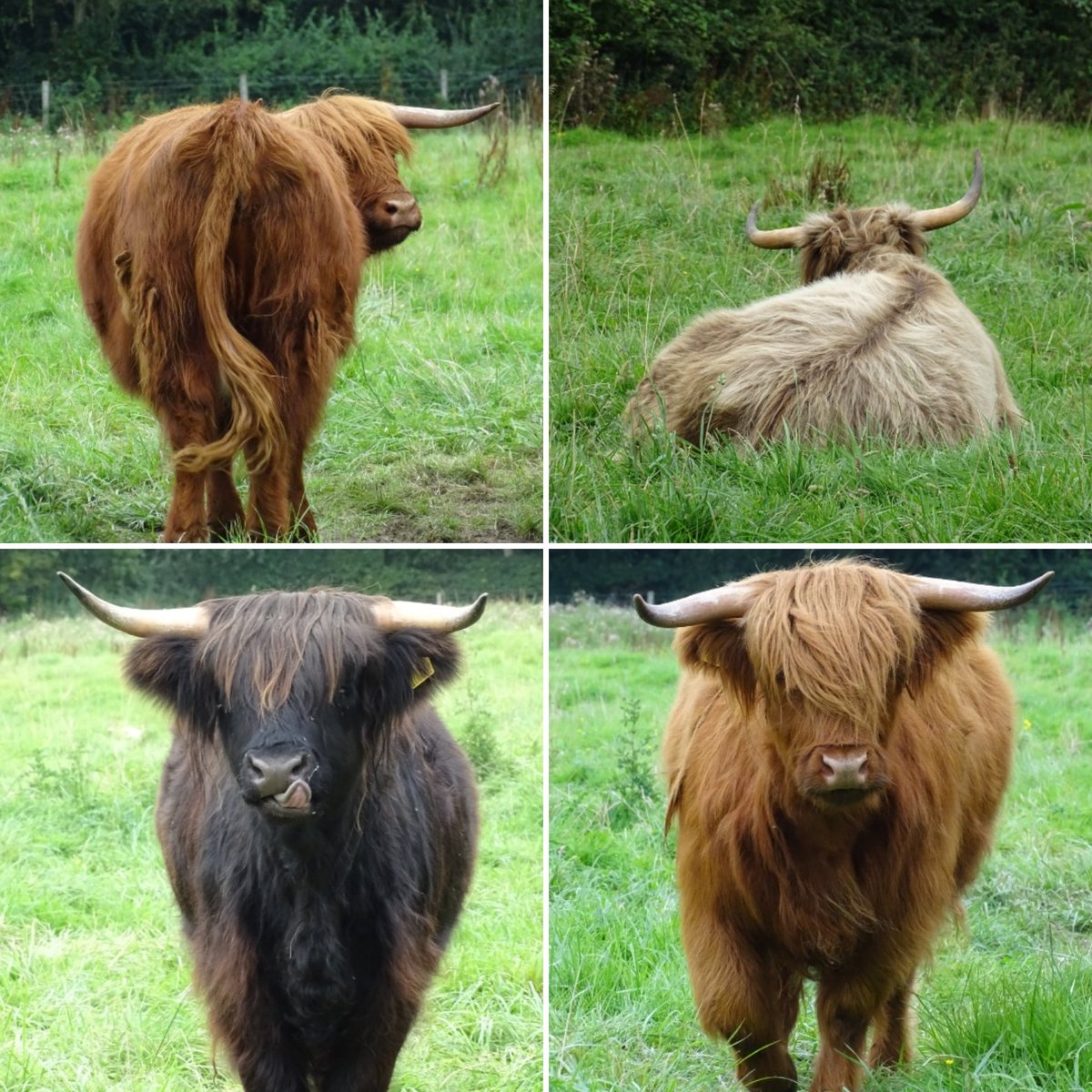My favourite highlanders ❤️🐮 #highlandcattle #highlandcows #hairycows #hairycoos #cattle #bovines #animals #farmanimals #animallover #wolds #yorkshirewolds #eastriding #eastridingofyorkshire #countrylife #yorkshirelife #iloveyorkshire #summer #august