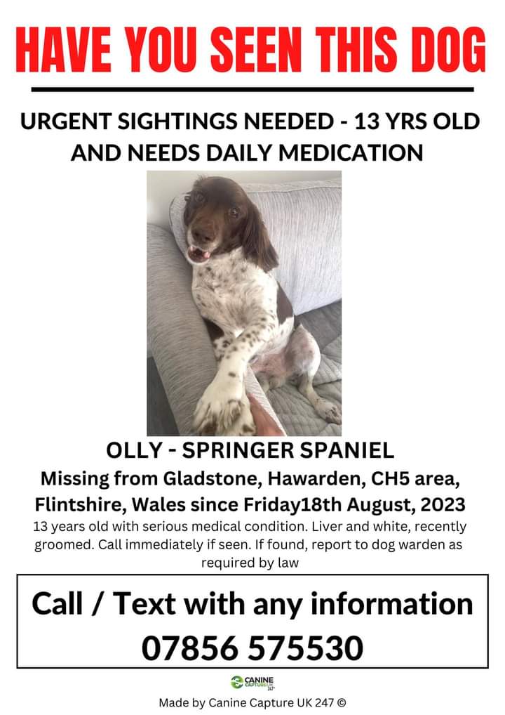 💥 URGENT - SIGHTINGS NEEDED -HAS A SERIOUS MEDICAL CONDITION AND NEEDS TABLETS DAILY💥‼️ OLLY MISSING in Gladstone, #Hawarden, Flintshire CH5 area, North Wales, since Fri 18th Aug ‼️ Pls check gardens, sheds, outbuildings. Friendly dog. If seen please ring the number on poster.