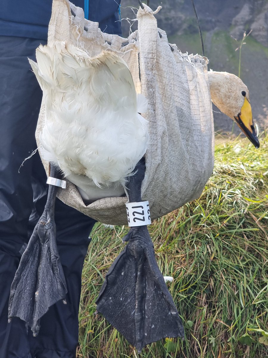Fun fact from our latest trip! The total combined weight of the 480 Whooper Swans we caught was over 3.5 tonnes! That is the same as the tongue of a Blue Whale!