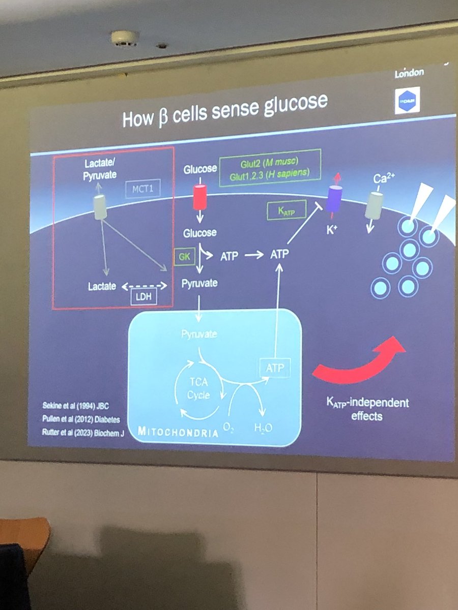 Luc Bertrand (@bertrandluc_ky) on Twitter photo #EASDoxfordworkshop2023 today is starting by the excellent talk of Guy Rutter on glucose sensing in pancreatic islet. <a href="/guy_rutter/">Guy Rutter1</a> <a href="/RasmusKjobsted/">Rasmus Kjøbsted</a> <a href="/IntMedAbel/">E. Dale Abel</a> <a href="/LaurentBultot/">Laurent Bultot</a> <a href="/GwynGould152610/">Gwyn Gould</a> #EASDoxfordworkshop2023 today is starting by the excellent talk of Guy Rutter on glucose sensing in pancreatic islet. <a href="/guy_rutter/">Guy Rutter1</a> <a href="/RasmusKjobsted/">Rasmus Kjøbsted</a> <a href="/IntMedAbel/">E. Dale Abel</a> <a href="/LaurentBultot/">Laurent Bultot</a> <a href="/GwynGould152610/">Gwyn Gould</a>