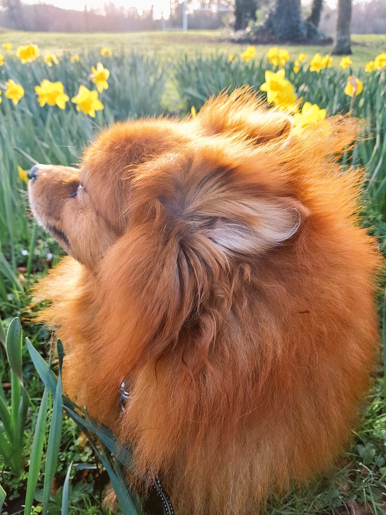 BredaghMoran's tweet image. My little boy, #Pushkin, went on his final earthly adventure this week and I'm truly heartbroken. Sleep well my sweet. 💔