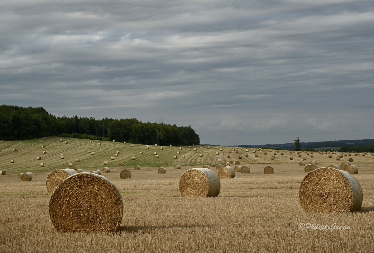 Mon reportage photo dans le #ParcNationaldeForêts via le lien ci-dessous 
#BourgogneFrancheComte #ChampagneArdenne #MagnifiqueFrance #FranceMagique #BaladeSympa #Paysages #Landscapes 

photosguenin.com/2023/08/19/cie…