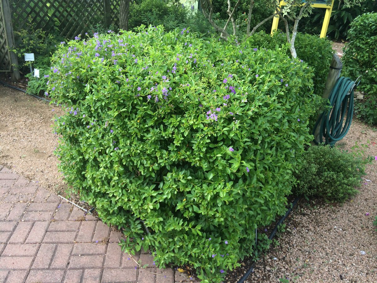 نبتة دورانتا إسم (Duranta erecta) ، وقد يصل نبات زهرة دورانتا المزهر  إلى ارتفاع يصل إلى 10 أقدام وتنمو الزهور بغزارة من الصيف وحتى بداية فصل الشتاء                        الإكثار: التعقيل التقسيم  زراعة البذور درجة الملوحة: عالية &lt; 5000 جزء بالمليون
تحمل الصقيع: -3 مْ