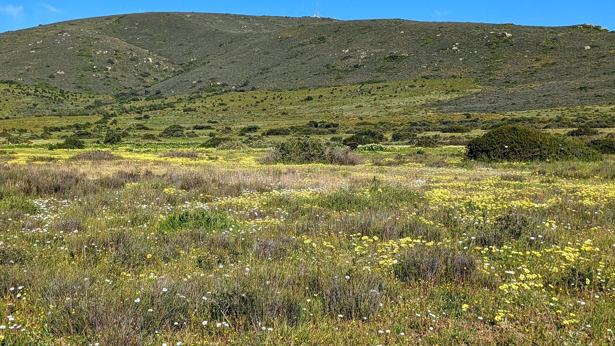 orchidhunter's tweet photo. Today's view. I will wade out till my thighs are steeped in burning flowers. https://t.co/Qjfp2DDDhf