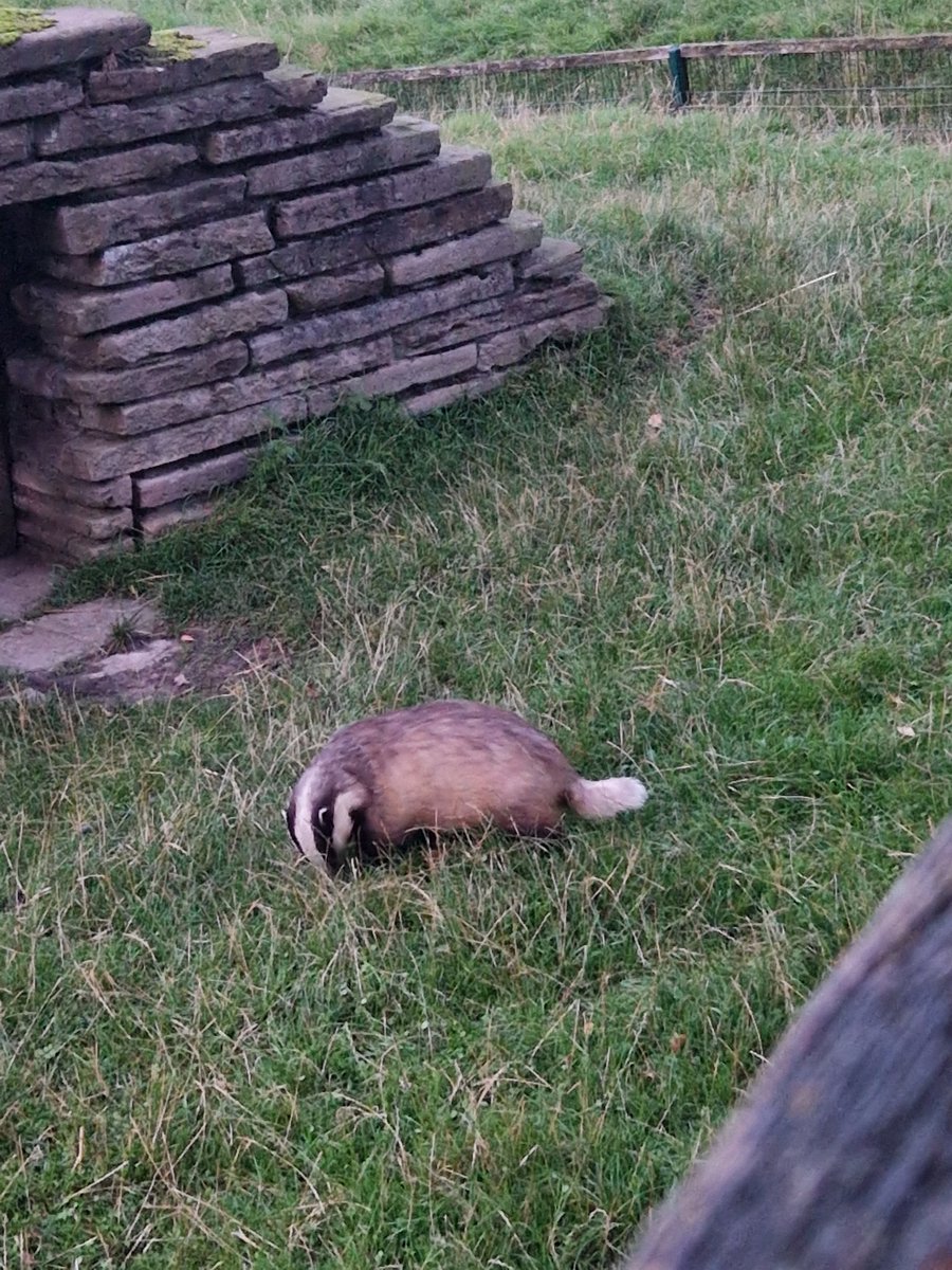 So happy that there are so many cool activities at the #Behaviour2023! <a href="/Yara_Silber/">k</a> and I went yesterday for a nightly walk at the Tierpark Bielefeld and had sooooo much fun 😍 We even got to feed some of the animals, including the raccoons 😍🦝 Thank you for this <a href="/2023Behaviour/">Behaviour 2023</a>