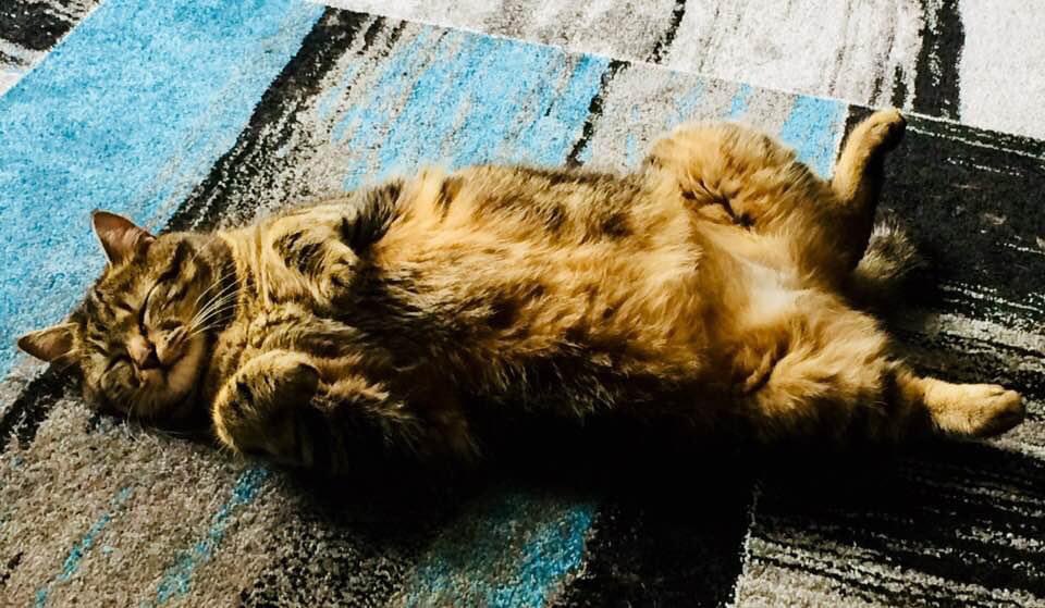 Menestrel6981's tweet photo. @Manonolita14 Mon fidèle Groki, 10 ans, et ma boule de poil malheureusement restée avec mon ex. https://t.co/wm8Xh5h2Hb