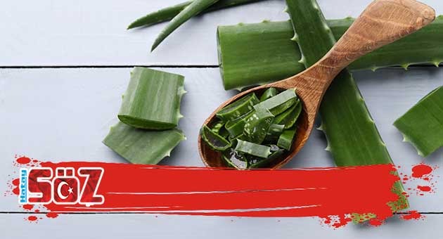 sozgazetesi31's tweet image. Aloe Vera Bitkisinin Faydaları

#aloevera #krem #cilt #ciltbakım #kozmetik #sağlık

hataysoz.com/saglik/aloe-ve…