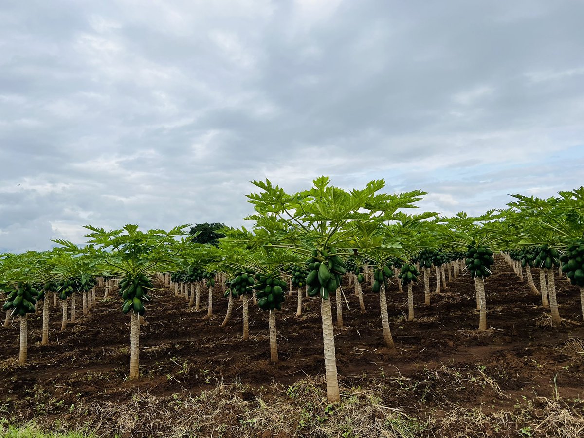 AsjaHanano's tweet photo. Successful #FoodSecurityStandard training in Ethiopia w multiple stakeholders, incl VegBoxPlc, #ImpactInvestment @FoodSecStandard works with. Incl #FoodSecurity into corporate #humanrights #duediligence key to sustainable #valuechains #RightToFood #FruitBoxAfrica @Welthungerhilfe https://t.co/aXB5XZTue2