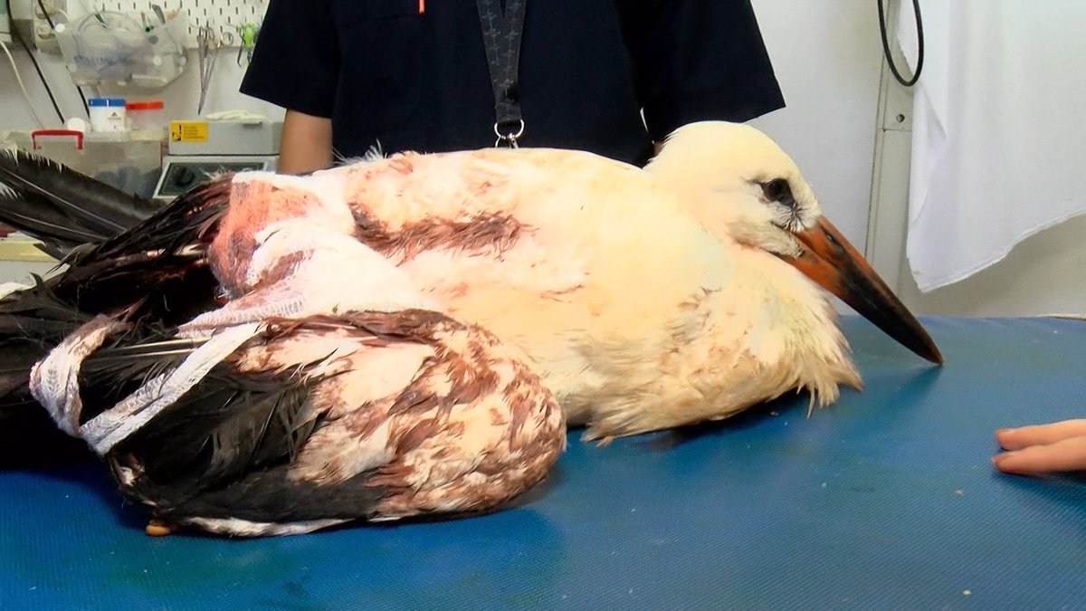 Köpekler saldırıyor 
Kediler saldırıyor 
Eşşek ısırdı 
Şimdi de leylek kurşunlanmış oda mı saldırdı ? Hayvan düşmanlığınız ,halka yaydınığınız şiddet insanın da hayvanında belası oldu !