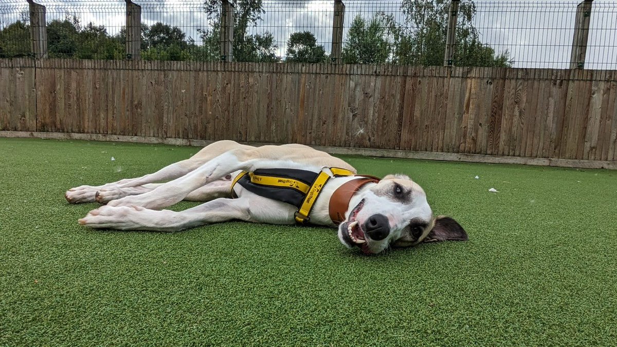 Lovable Thor is enjoying lounging around this morning in between zoomies and snuggles with his carers. He is a gorgeous boy with so much potential and is longing for a sofa to call his own, could it be yours? 🛋❤ You can find out more about Thor at: tinyurl.com/yf6w38y8 🥰