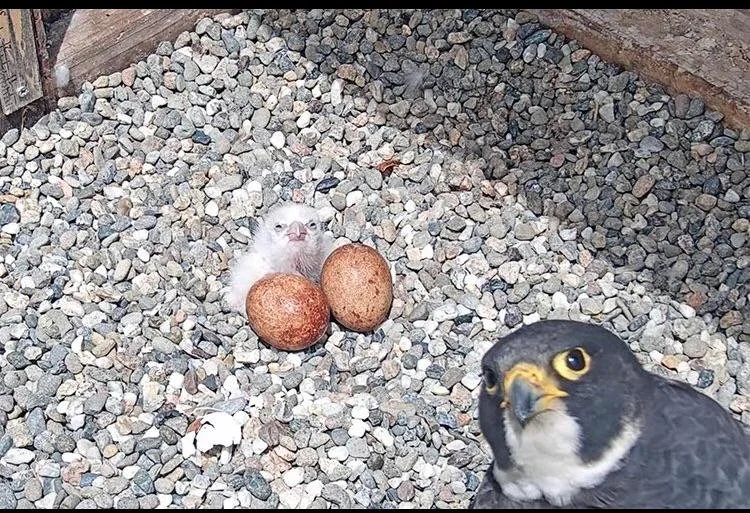0ContextPNG's tweet photo. @hourly_shitpost How eggciting https://t.co/UxD8Y3iXzx