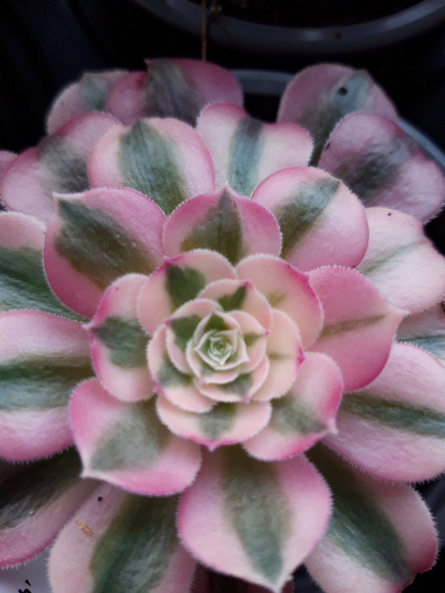 Join us for our last open afternoon of 2023 today... from 2pm.  Lots of rare succulents for sale. See website for details.