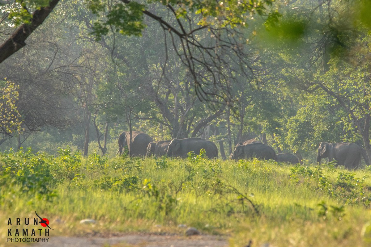 incognito9's tweet photo. @ParveenKaswan #WorldPhotographyDay here is one such image i love. The whole family in lush green forest. https://t.co/L1X6acWIgj