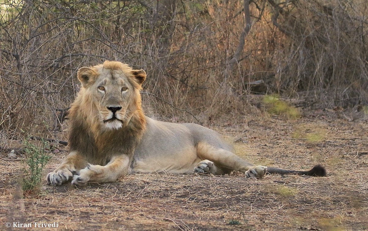 | Lion |
.
.
#Wishing you all a very happy  #WorldPhotographyDay2023

#NatGeoYourLens #YourLens #sonybbcearth #bbcearth #captureoncanon #canonedge #canonasia #canon #canonofficial #canon7dmarkii #canonindia #canonphotography #asiaticlion #Gir #girnationalpark