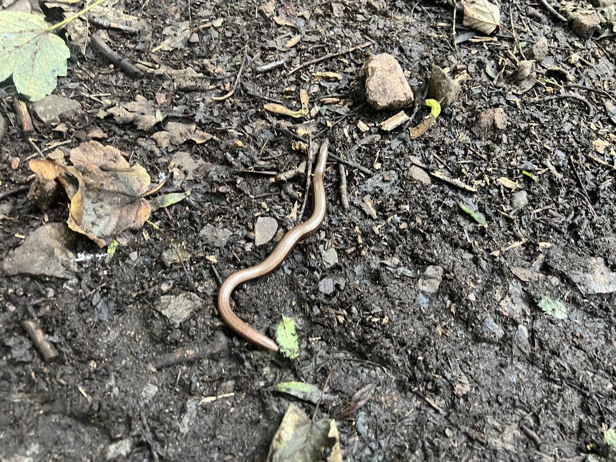 JosieAllan4's tweet photo. Turn of the demigods. Animal. ☀️🌞
A Great Dane, a slow worm, fighting buzzards and Zeb. Awesome!
#magicanimalgod #magicskies #magichills
And as we leave the hill it rains…magic! 🪄 https://t.co/GtQLiPP9Ta