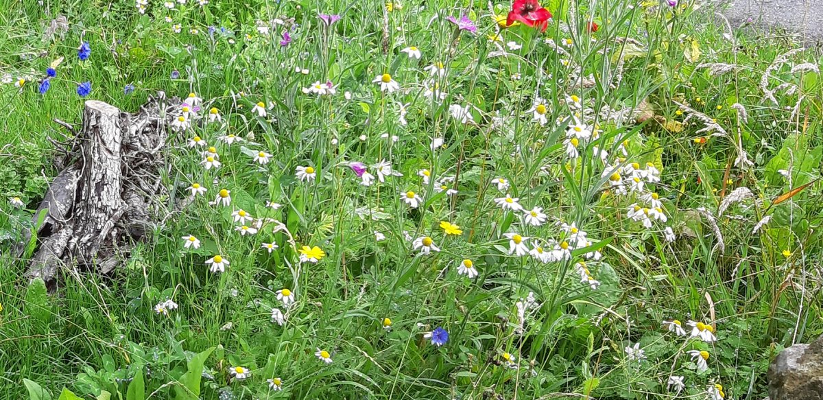 A definite improvement. #guerrillagardening #nature2030 #togetherfornature #biodiversitycrisis #wildlife