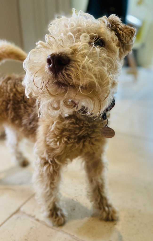 PoppytheLakelandTerrier tweet media