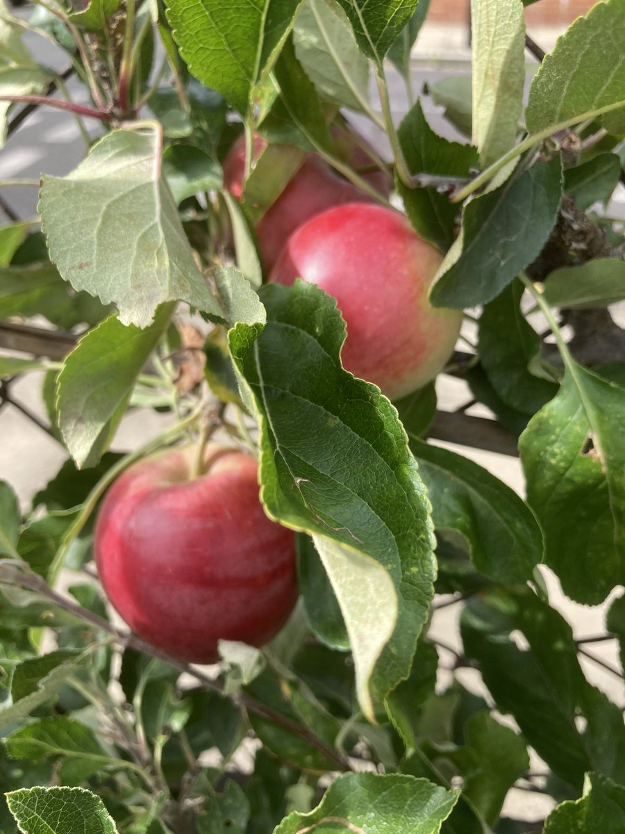 Gorgeous ripe apples at #FriarsGardens. I believe these ones are ‘Katy’ dessert apples. One of our neighbours made an apple pie! Yum!