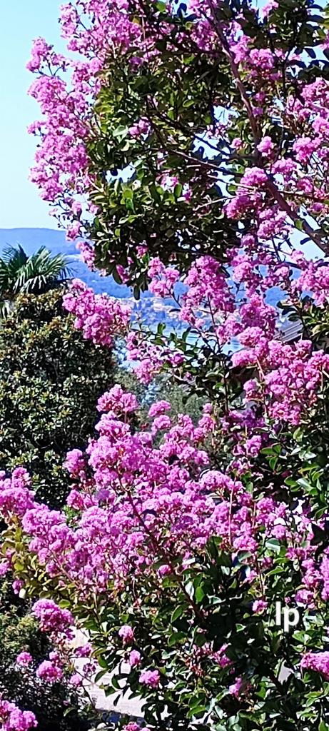 Good Saturday 🌸🩵🌸