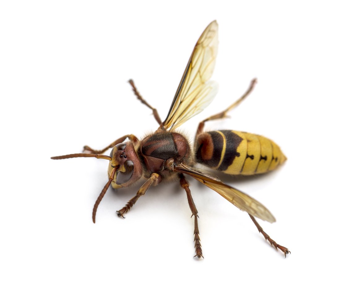 PuckPingi's tweet photo. @NootiNoot02 this is a european hornet https://t.co/lNhdXJ2iB7