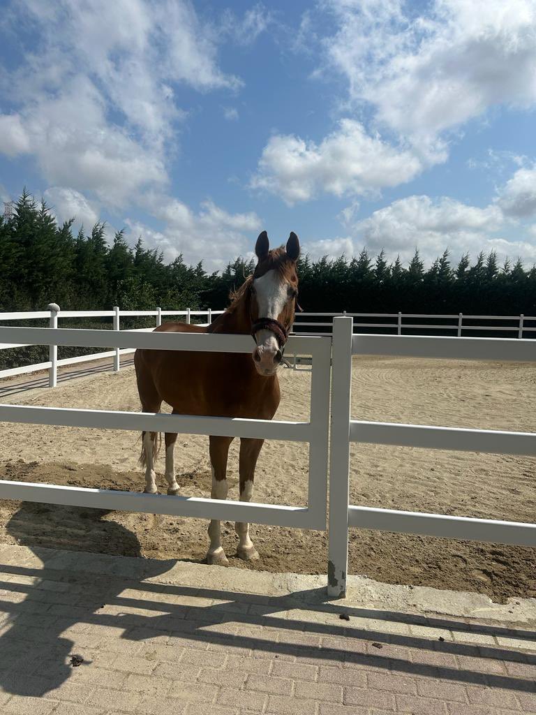 GM to absolutely everyone ☀️🐴