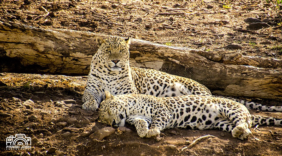 #HappyWorldPhotographyDay A #Leopard couple relaxing on a hot summer afternoon in #GirWildlifeSanctuary, #GirSomnath, #Gujarat (March 2023).
 #SasanGir #NikonGears #Klickers #FCR #IndiAves #Britnatureguide #TwitterNatureCommunity #ThePhotoHour #natgeoindia