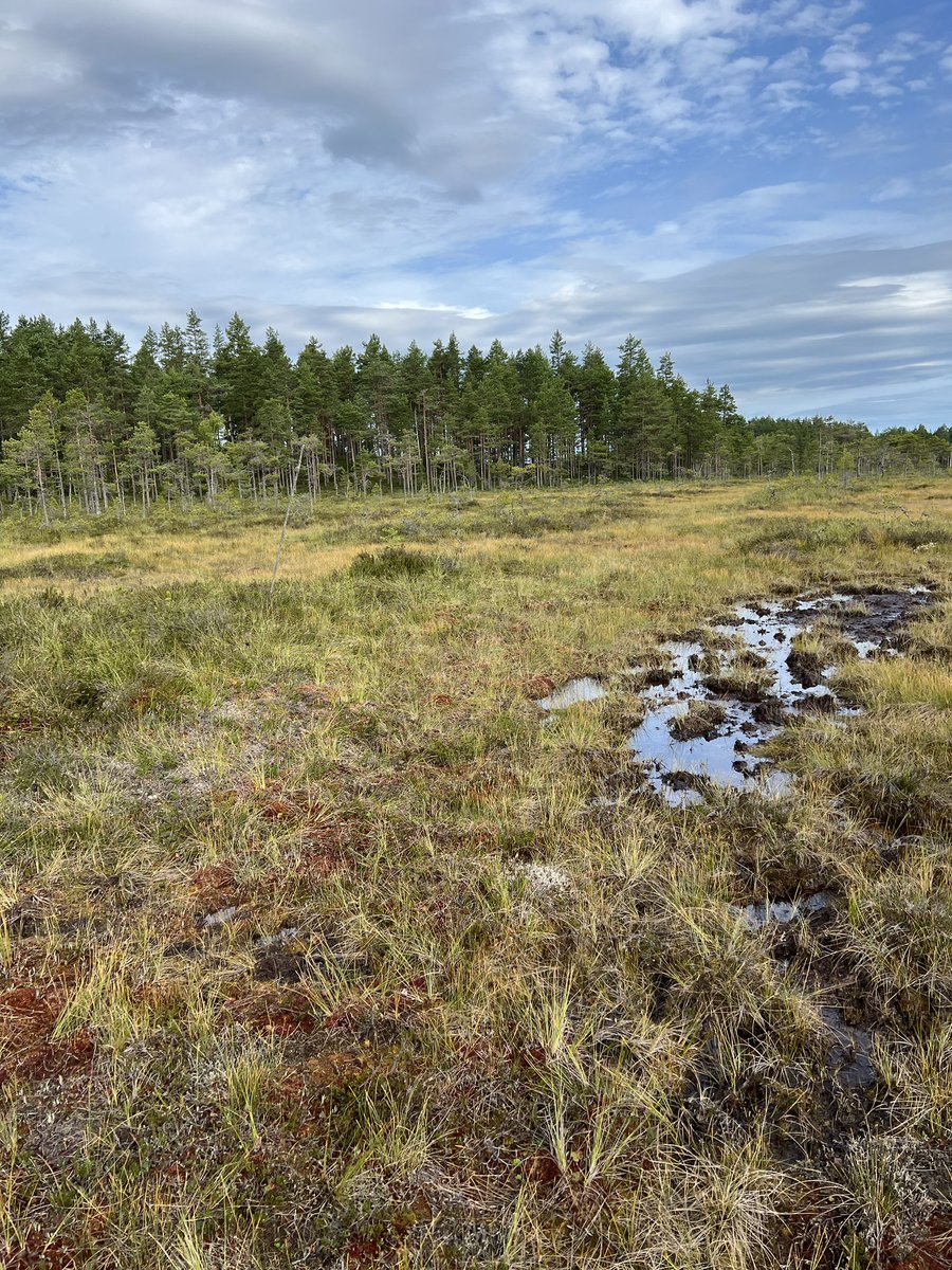 Fist site in #Norway is sampled. The #peat profile is highly promising! Yesterday we started our #fieldwork with the fireball- a good sign of fire reconstruction perspectives 😉😌👍 @hrob1632 @calliergon @marciszowna