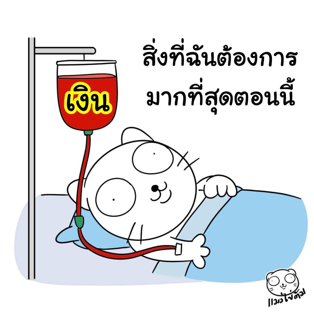 แมวไข่ต้ม tweet media
