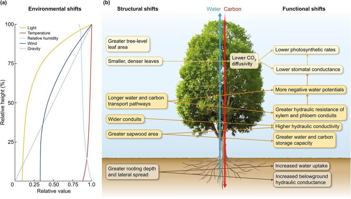 NewPhyt's tweet photo. #TansleyReview The role of height-driven constraints and compensations on tree vulnerability to drought

Fernández-de-Uña et al. 

📖 https://t.co/0r4Un7GARl

#wileyplantsci https://t.co/OVieC5oKbK