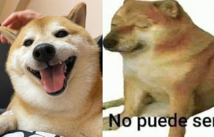 ChanchalKamini's tweet photo. RIP, Doge! 🙏 Cheems, the dog of memes, died😢 https://t.co/WKP0JVI2lA