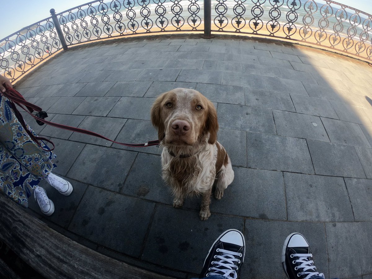 albertespinoza's tweet image. #DíaMundialdelaFotografía #GoPro #GoProPets #spaniel 🐶