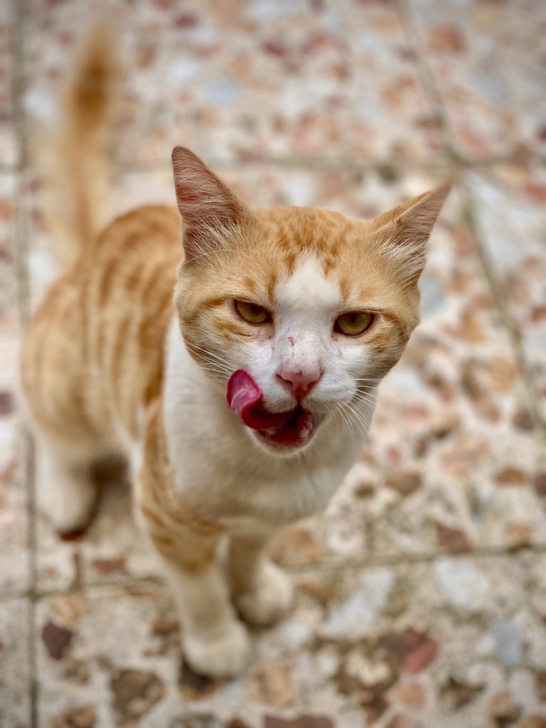 micrograph_me's tweet image. پرویز خان هستن 
از خوبای حیاط