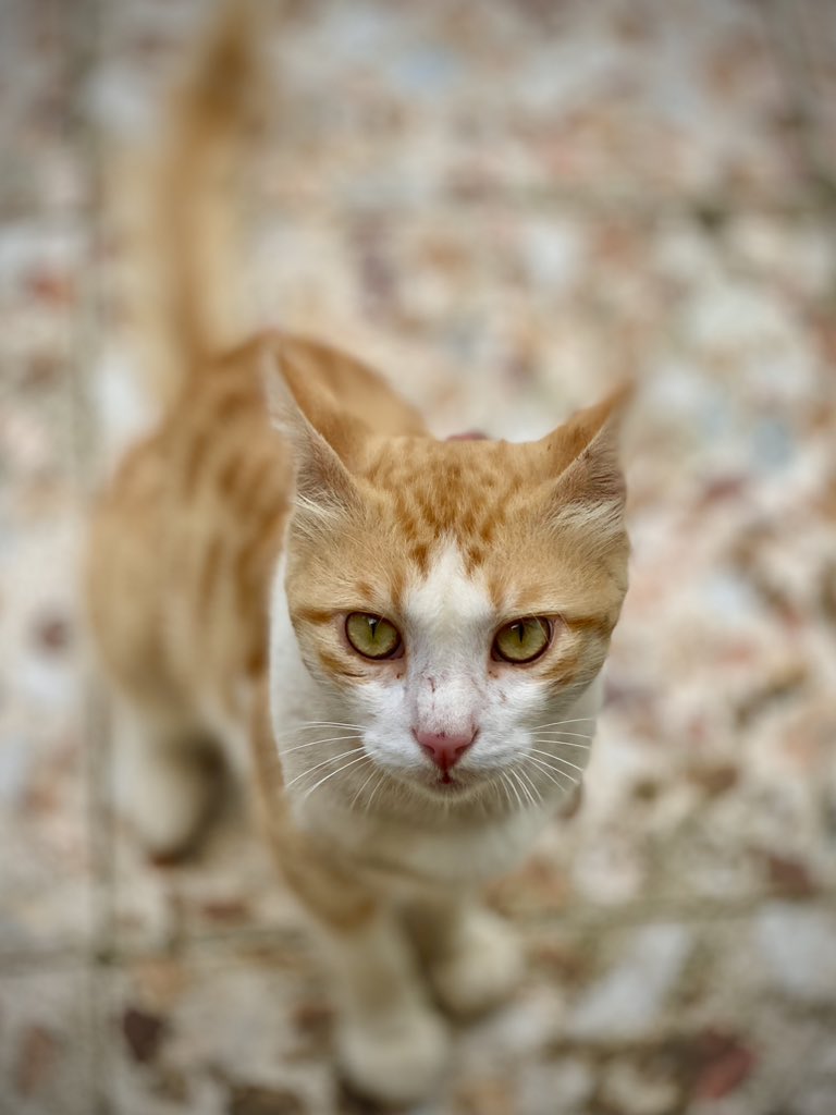 micrograph_me's tweet image. پرویز خان هستن 
از خوبای حیاط