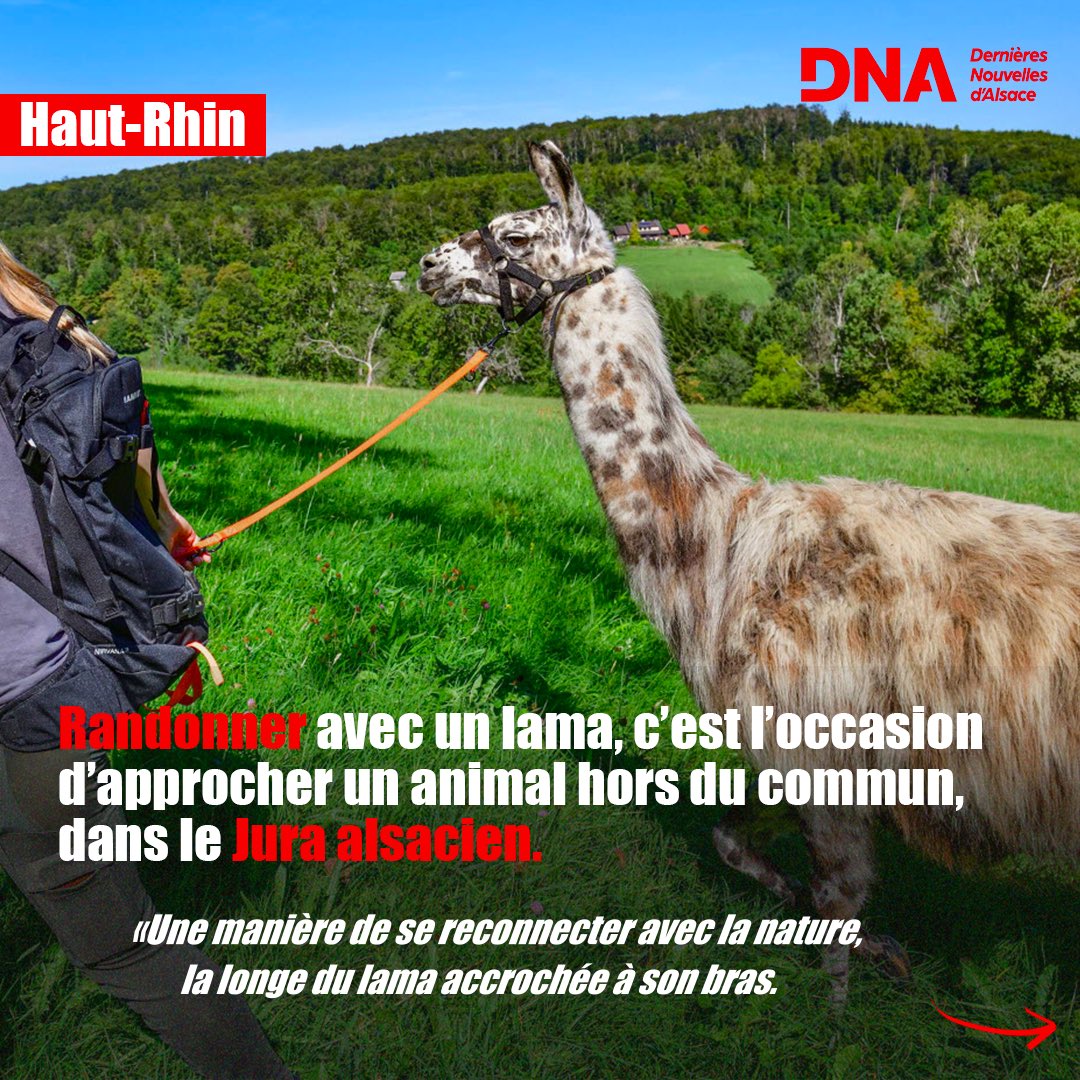 dnatweets's tweet photo. Rhéa Guldenschuh est à la tête d’un troupeau d’une quarantaine de lamas, depuis 2021, à #Ferrette. Passionnée, elle raconte les raisons de son engagement auprès de ces animaux.
Un article à retrouver ici : https://t.co/jm4sbky2JK https://t.co/3zzqJRlwmw