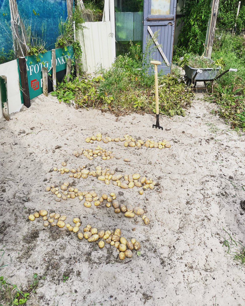 We mogen weer, de eerste piepers uit de grond. #growyourownfood #moestuininduin