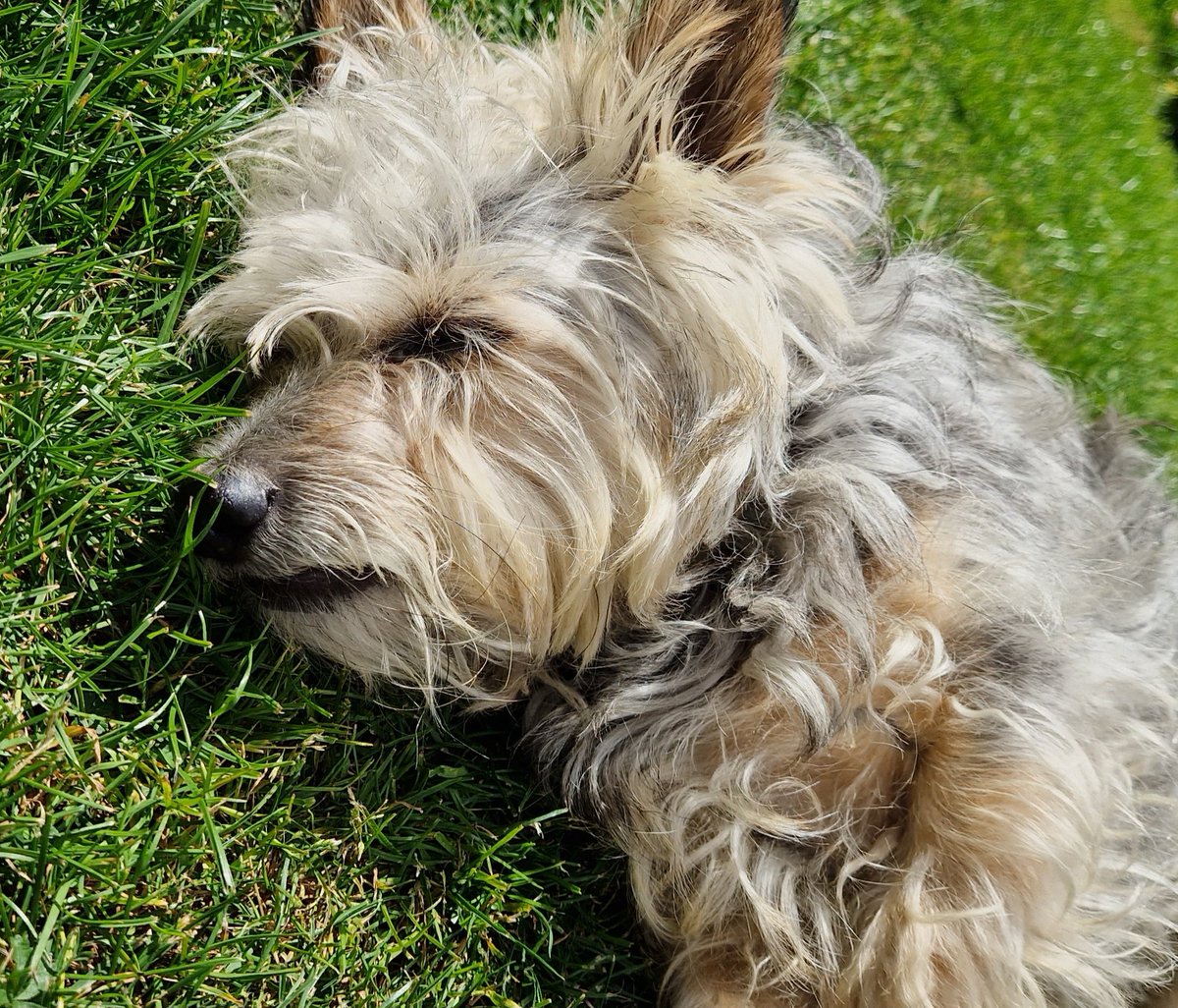 Snoozeling in the sunshine 🌞😴🐾