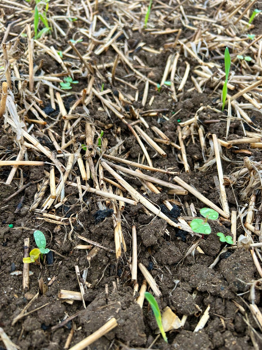 Matt Fuller (@mattfuller92) on Twitter photo <a href="/DSVUKSEEDS/">DSV United Kingdom</a> Duplo and <a href="/BostonSeeds/">BostonSeeds</a> BeetleBlaster sown vari-rate on 9-10/8… safe to say it’s more enjoyable walking than compared to August 2022!! Atm… 🤞🏽🤞🏽🪲 🪲🌧️🌧️ <a href="/DSVUKSEEDS/">DSV United Kingdom</a> Duplo and <a href="/BostonSeeds/">BostonSeeds</a> BeetleBlaster sown vari-rate on 9-10/8… safe to say it’s more enjoyable walking than compared to August 2022!! Atm… 🤞🏽🤞🏽🪲 🪲🌧️🌧️