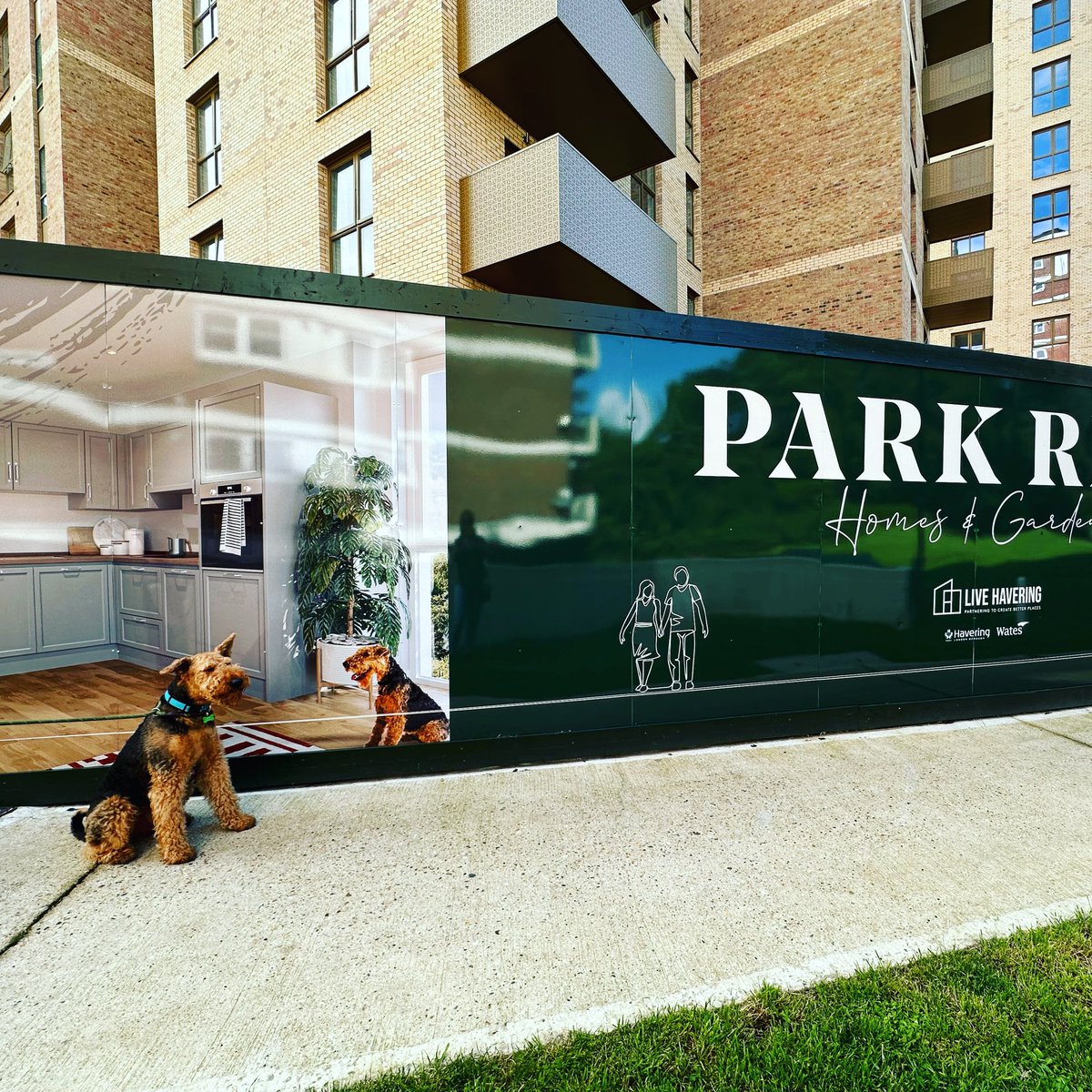 Laura Coyle (@lcoyle_comms) on Twitter photo Imagine Woody’s surprise when we spotted an #Airedale on a <a href="/WatesGroup/">Wates Group</a> hoarding sign on some new build flats in Hornchurch! Imagine Woody’s surprise when we spotted an #Airedale on a <a href="/WatesGroup/">Wates Group</a> hoarding sign on some new build flats in Hornchurch!