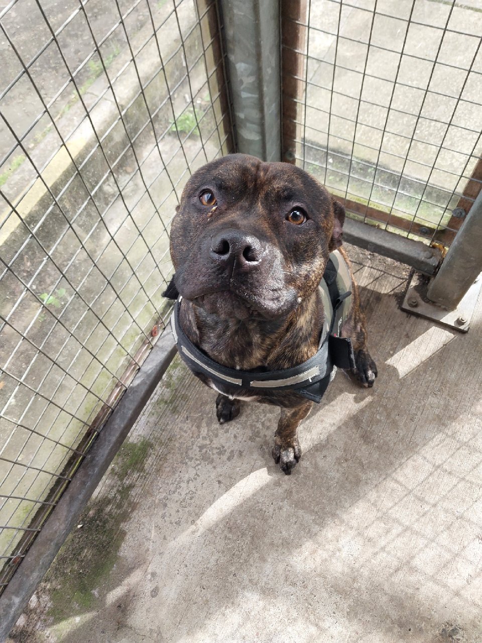 Police Scotland Falkirk on X We are asking for the owner of this dog to claim him from Falkirk Police Station. This male Brindle Staffy was found at Asda Grangemouth on the
